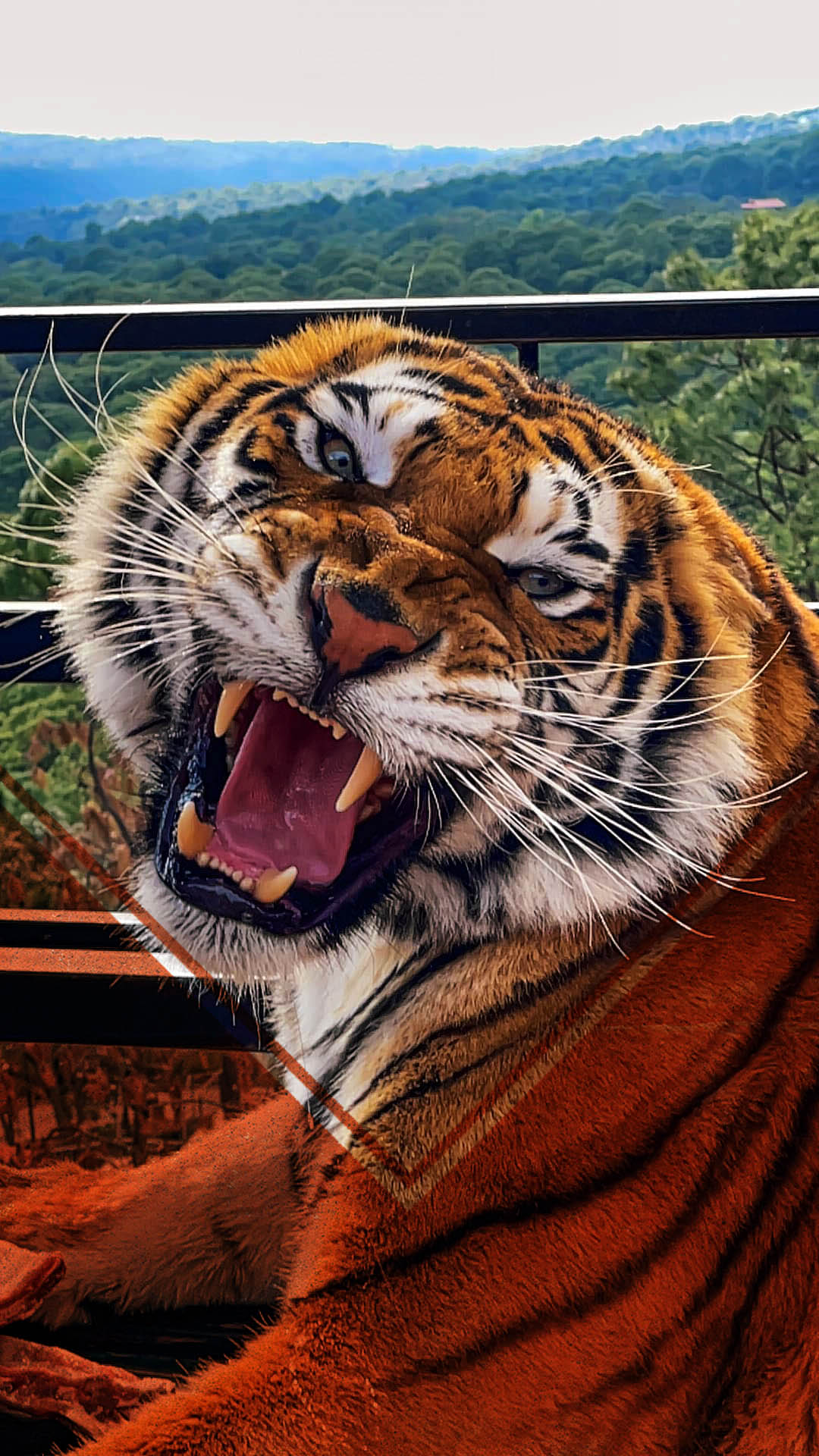 experiences.list.tigers.title