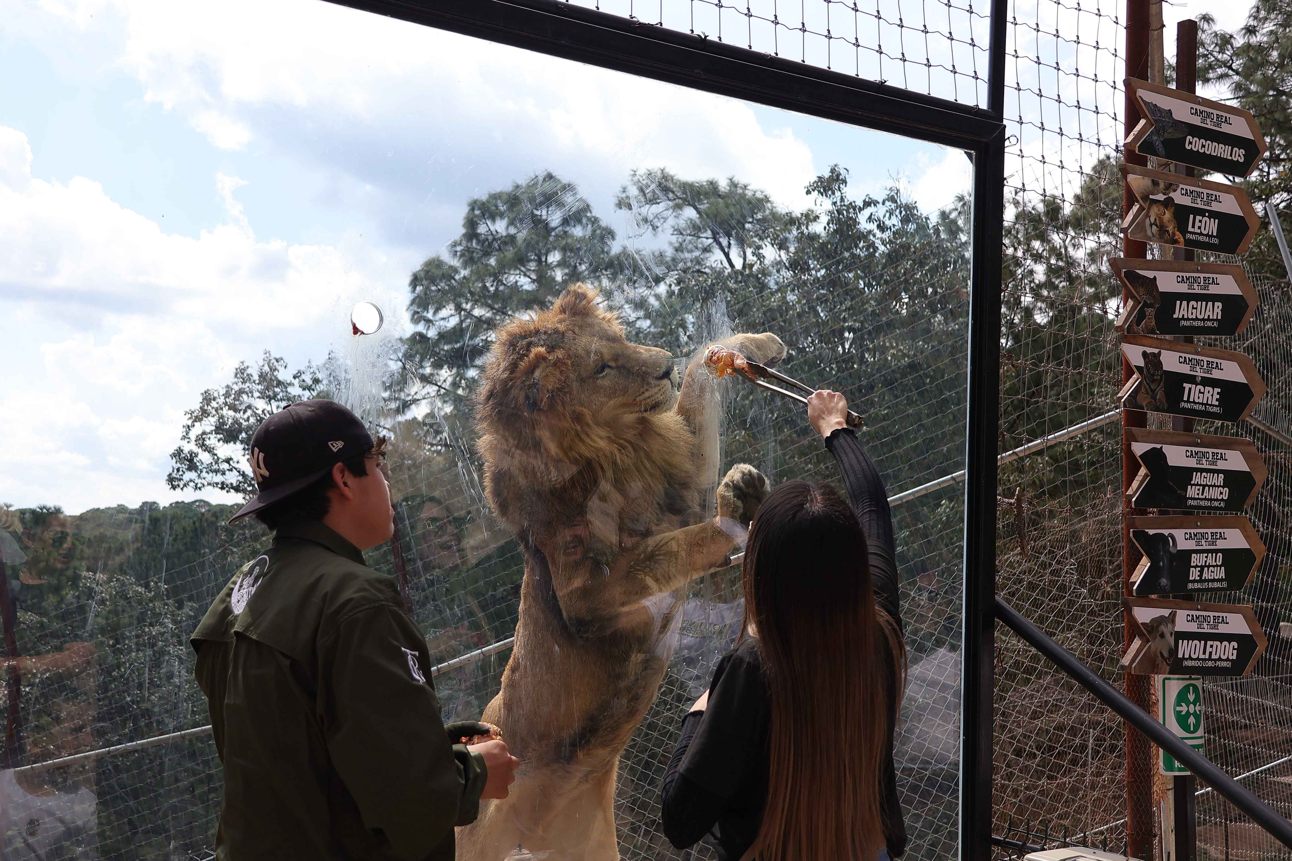 experiences.tigers.imageAlt