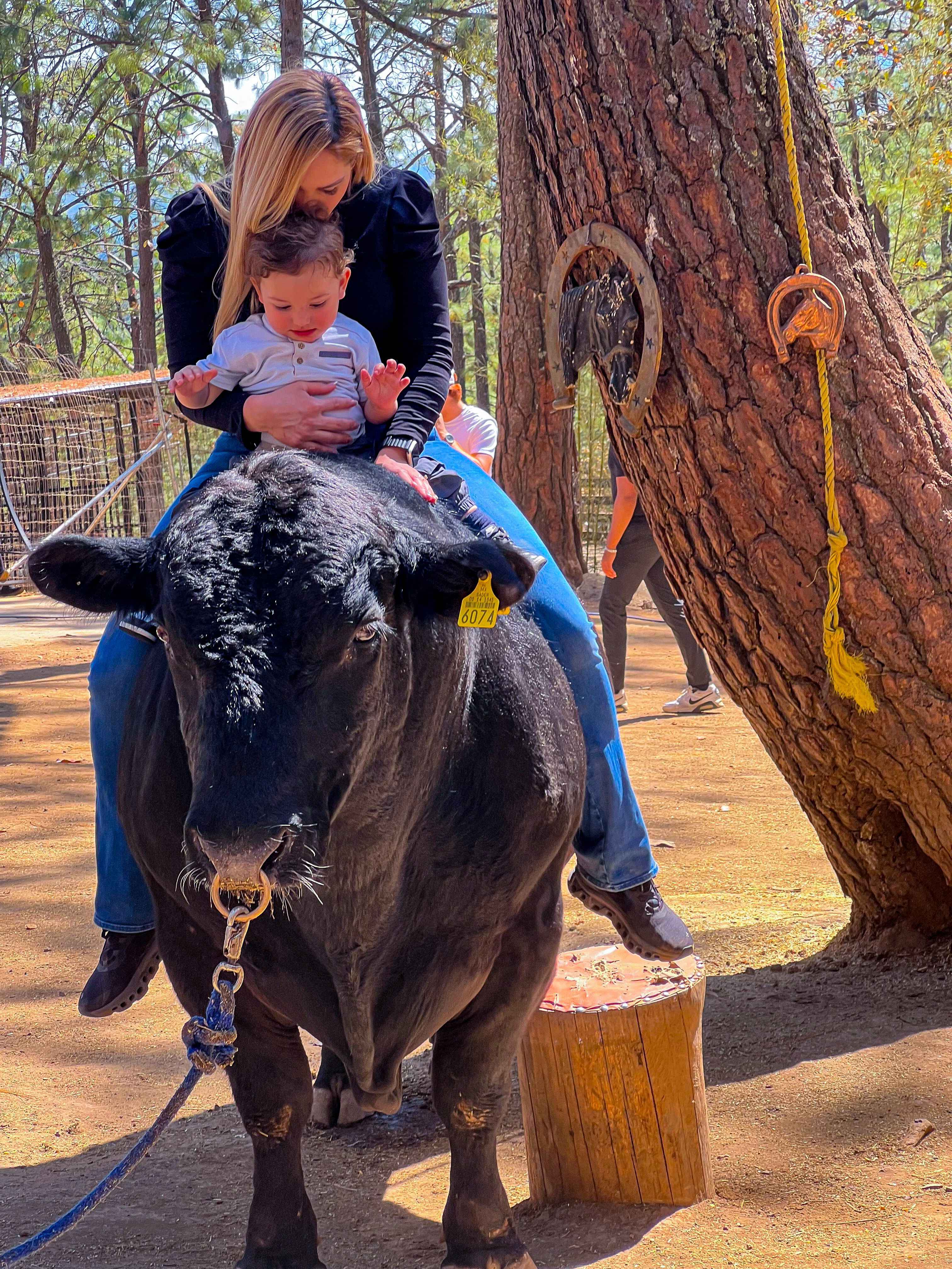 animals.species.angus.name