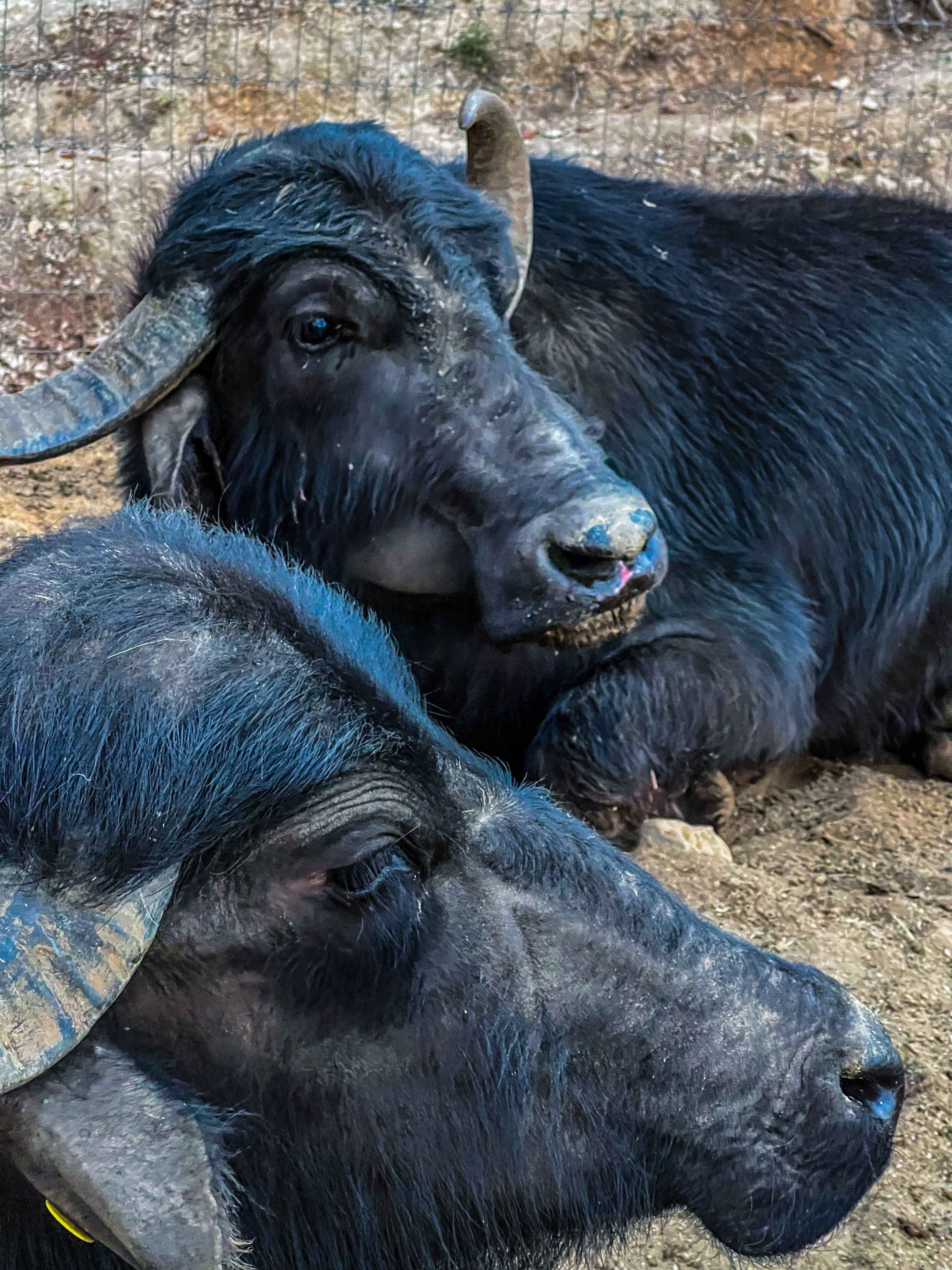 animals.species.buffalo.name