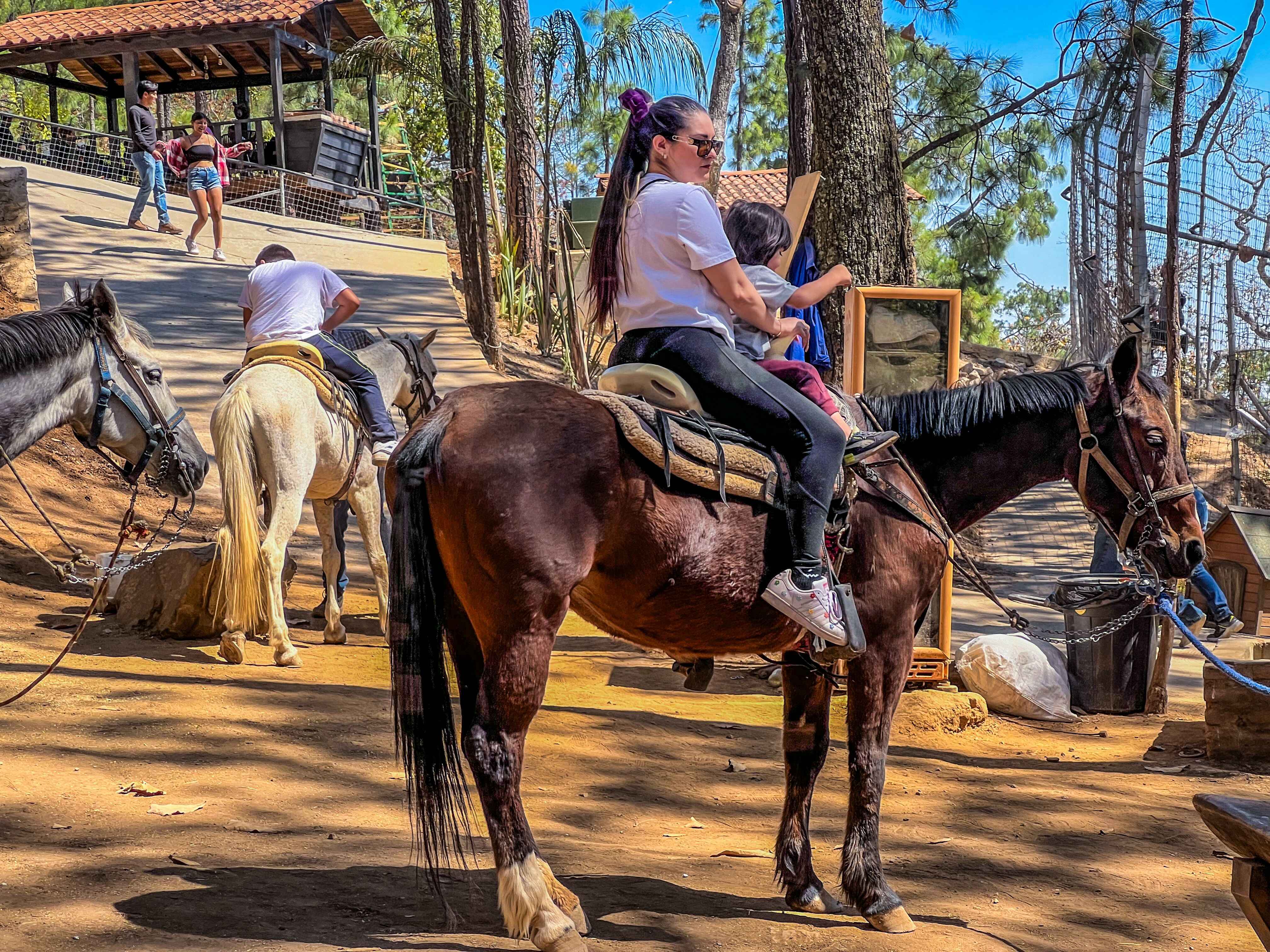 animals.species.horse.name