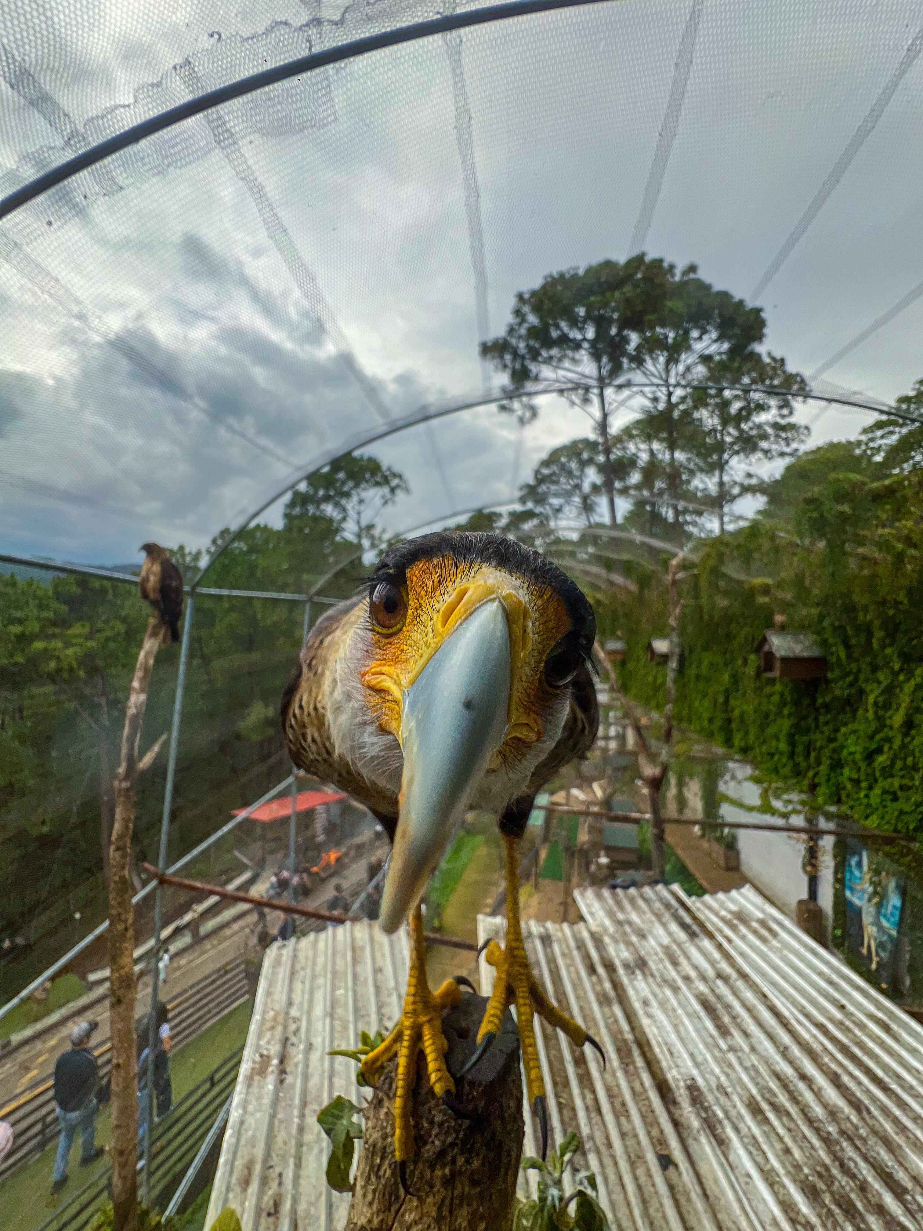 animals.species.caracara.name