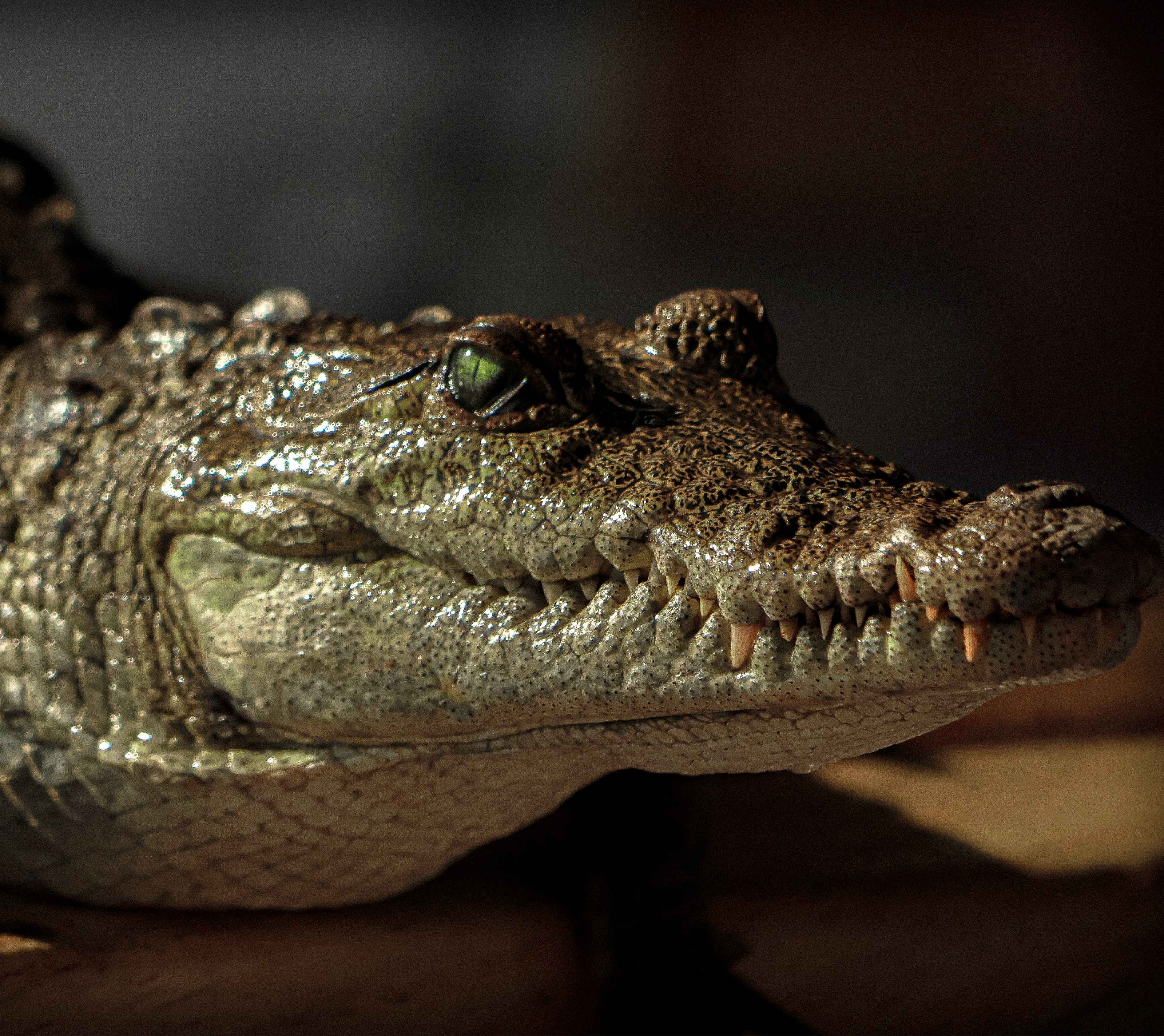 animals.species.crocodile.name