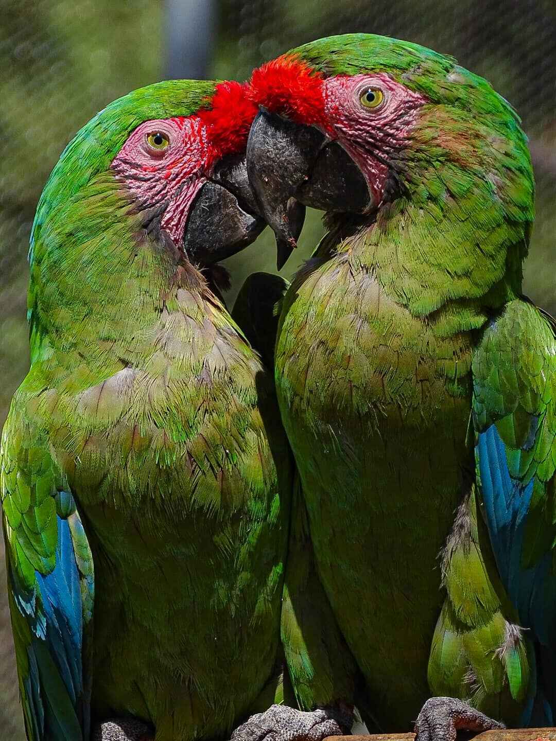 animals.species.parrot.name