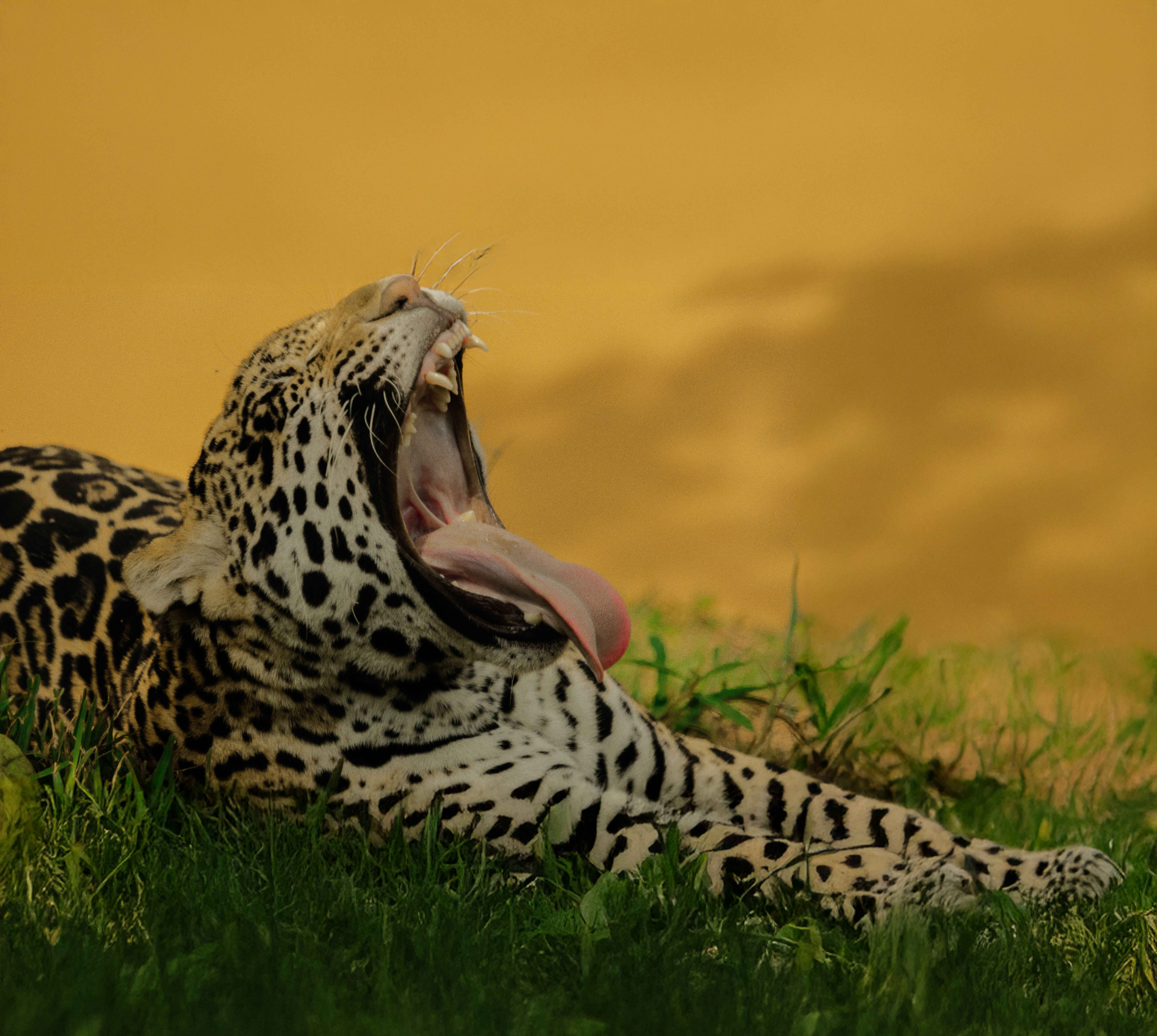 animals.species.jaguar.name