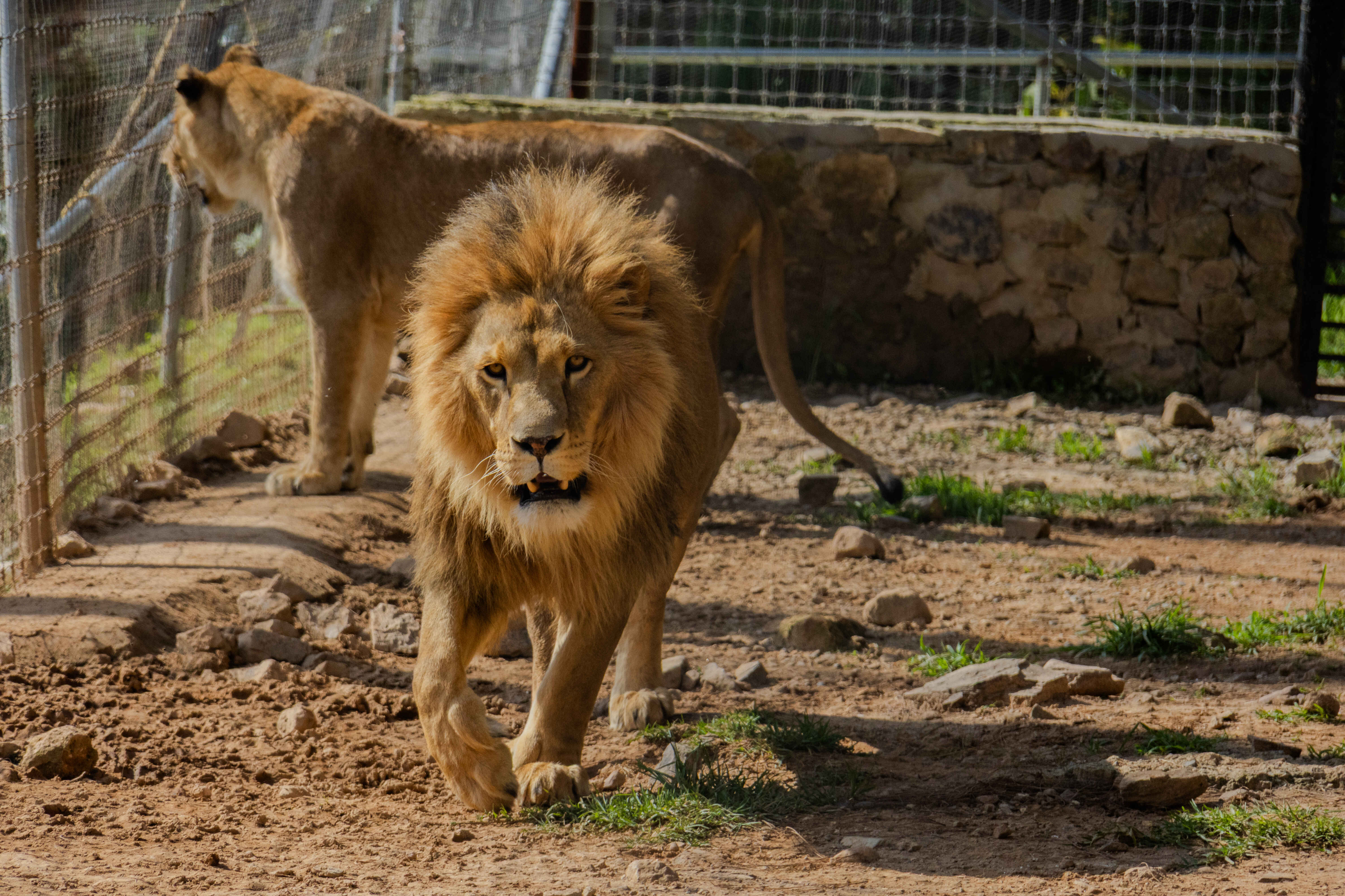 animals.species.lion.name