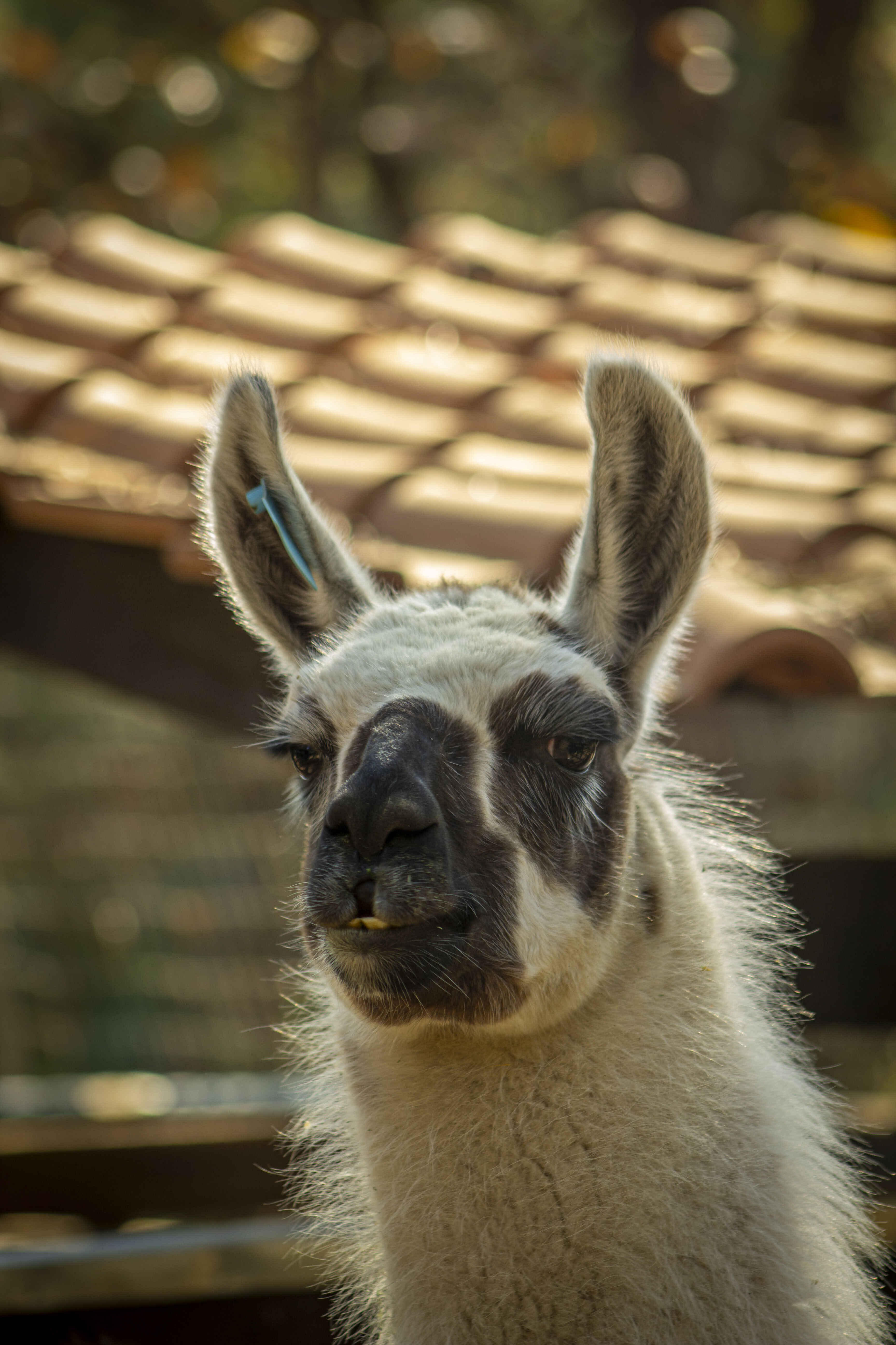 animals.species.llama.name