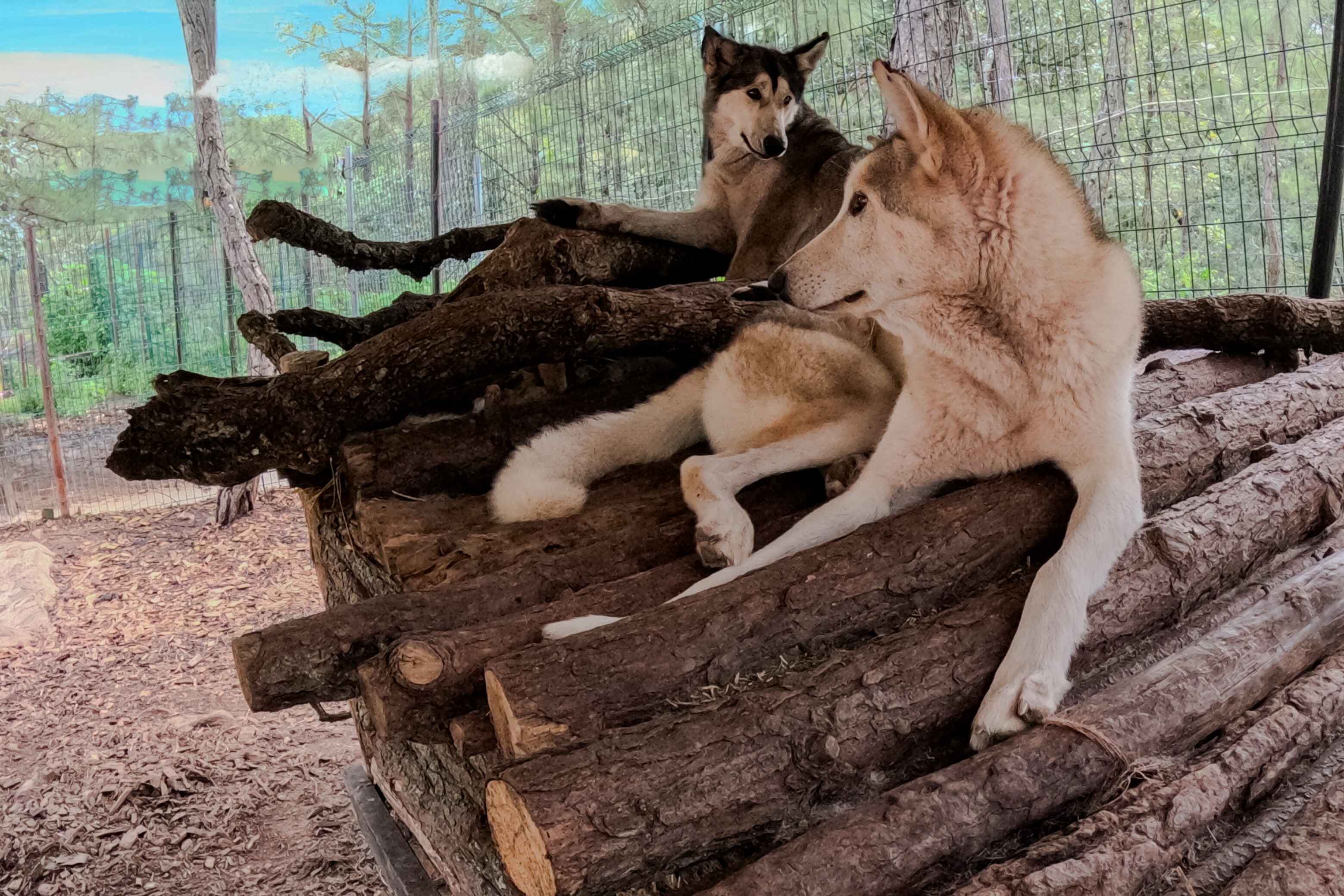 animals.species.wolf.name