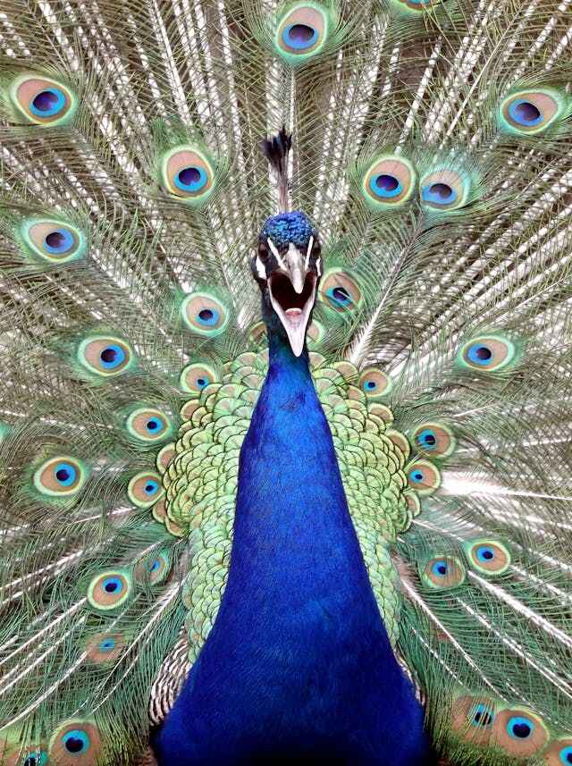 animals.species.peacock.name