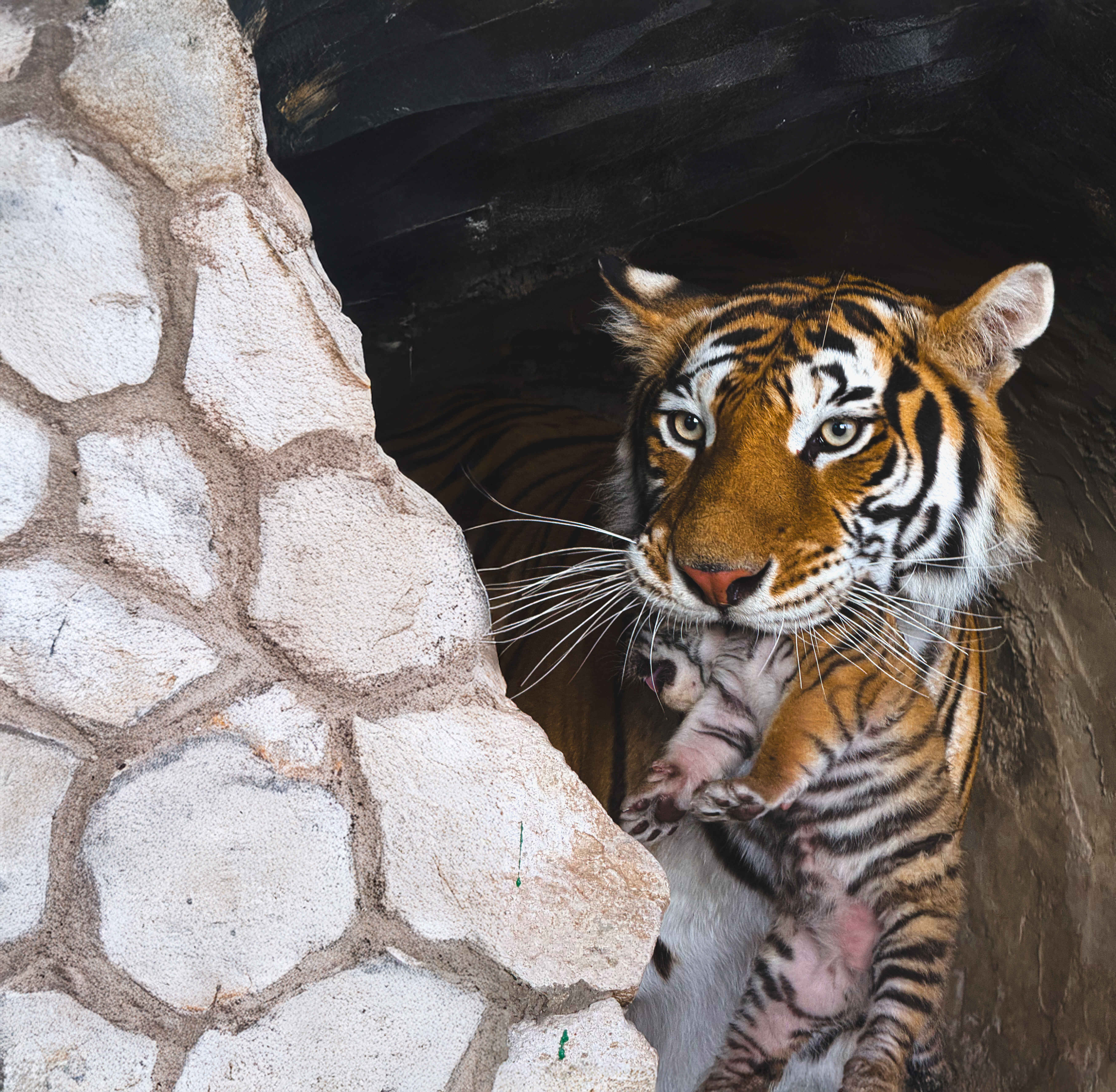 animals.species.tiger-bengala.name