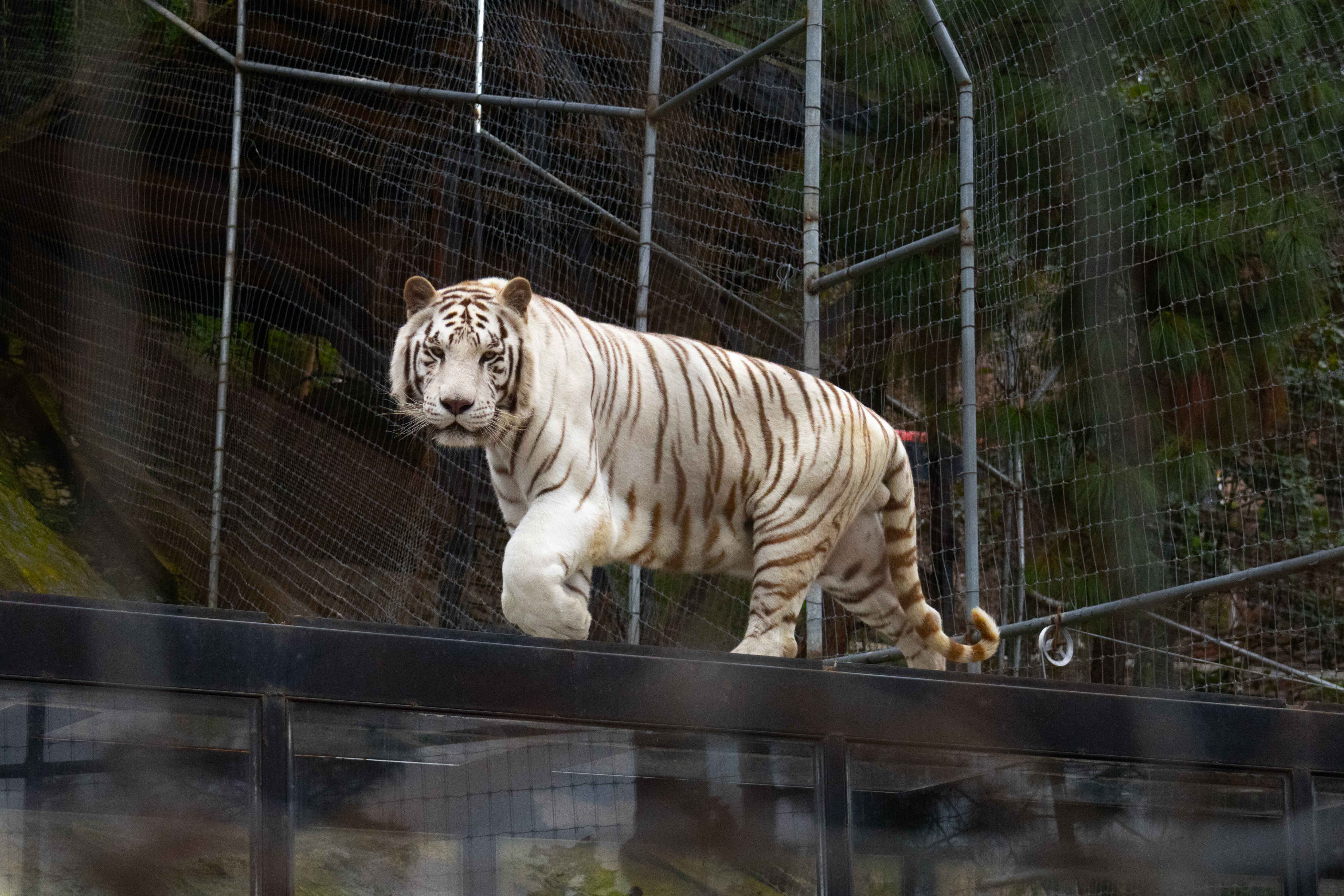 Fondo animals.species.tiger.name